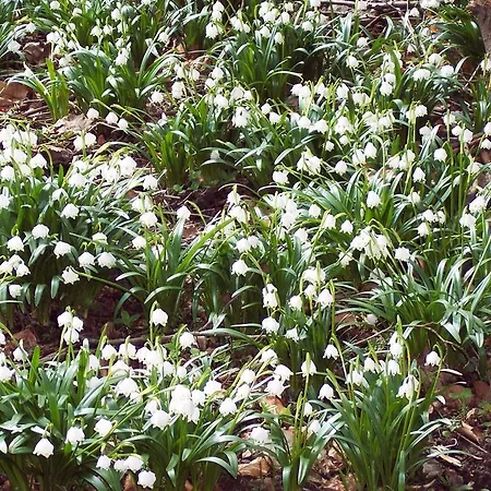 Gaestezimmer Charlotte ベッド・アンド・ブレックファスト 4*