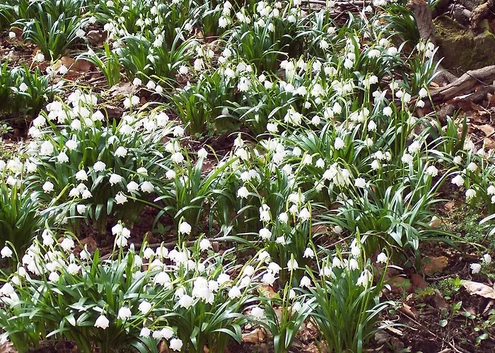 Gaestezimmer Charlotte فندق مبيت وإفطار 4*